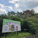 멍멍이와 숲속에서 이미지