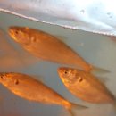 갈매기회타운 이미지