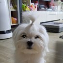 동호동물병원