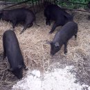 방목흑돼지 이미지