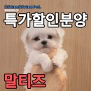 쓰담쓰담애견샵 이미지