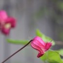 타마