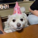 럽투잇 | 강아지 수제 레터링케이크 럽투잇으로 강아지 생일파티 하기!