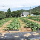 단호박에 흰가루 증세 보이네요 이미지