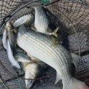 사계절펜션 민박 이미지