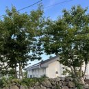 배롱나무 독채스테이 이미지