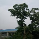 모교 교정(포항 장기중학교)의 이팝나무 이미지