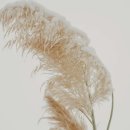 아케이도 이미지