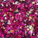 꽃 우리 이미지