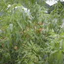 월포농장 이미지