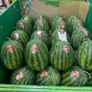 항도청과중도매인50번 | 부산 엄궁 청과물시장, 항도 과일시장(새벽4시 open)(경매과일)