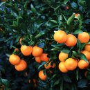 귤림추색 이미지