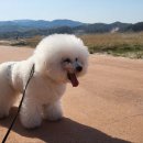 #아름답개 이미지