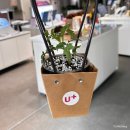 토토스토어 | 강남 팝업스토어 일상비일상의틈 바바토토에서 모종 받아가세요