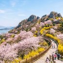 봄 네이버블로그