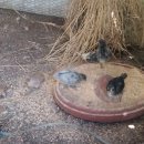 성골 농원 이미지