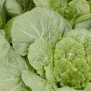 종화농장 이미지