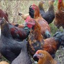 황금토종닭 이미지