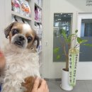 바른걸음 외과 동물병원 이미지