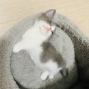 고양이집사 | 광주 고양이집사 / 광주고양이미용 / 고양이 무마취미용