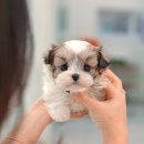 밀양동물메디컬센터 | 밀양강아지분양 미유펫에서 만난 초코파티 토이푸들