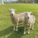 유구목장 이미지