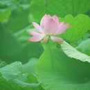 연꽃 - 춘천시 스무숲1길 36-2 | 연꽃