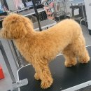 퍼스업 애견미용 | 구리애견미용 학원 수택동 강아지미용 원데이클래스 후기