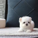 이즈펫 강아지분양 고양이분양 본점 | 안양 강아지 분양은 믿을수 있는 이즈펫 강아지 고양이 본점과 상담하세요