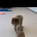 퍼피루스 이미지