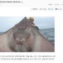 홍어족은 무엇이며 특징은 있는가? 이미지