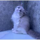 도그트랜드 이미지