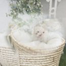 탄현 동물병원 | 탄현 강아지분양 슈나우저분양 전 필독! 꼼꼼 비교분석 후기