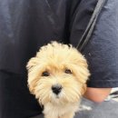 미용해·독 이미지