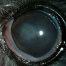 으뜸원동물병원 이미지