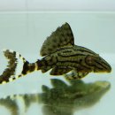 로얄수족관 이미지