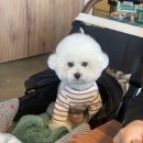 아이라잇댕 | 비숑 옷 - 아이라잇댕 흔하지않아서 좋아요