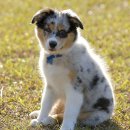 오스트레일리안 셰퍼드 (Australian Shepherd) 이미지