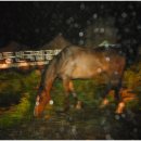 학산목장 이미지