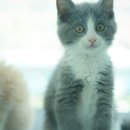 도로시펫고양이
