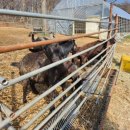 태광염소 이미지