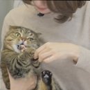 챠오챠오 이미지