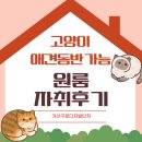 새푸른약국 | 고양이 애견동반 가능한 가산구로디지털단지 원룸 자취 후기