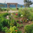 스테이 릴리 이미지