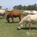 제주관광 승마 연합뉴스