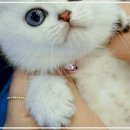고양이분양 주식회사 제나캣 | 부산 수영구에서 인기 만점인 제나캣! 노르웨이숲 분양 만족 후기