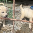 진도개영농조합 이미지