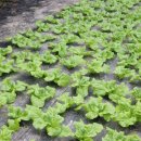 육값하네식육가든 이미지