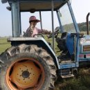 황소 농장 이미지