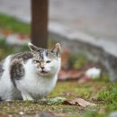 행복한고양이 이미지